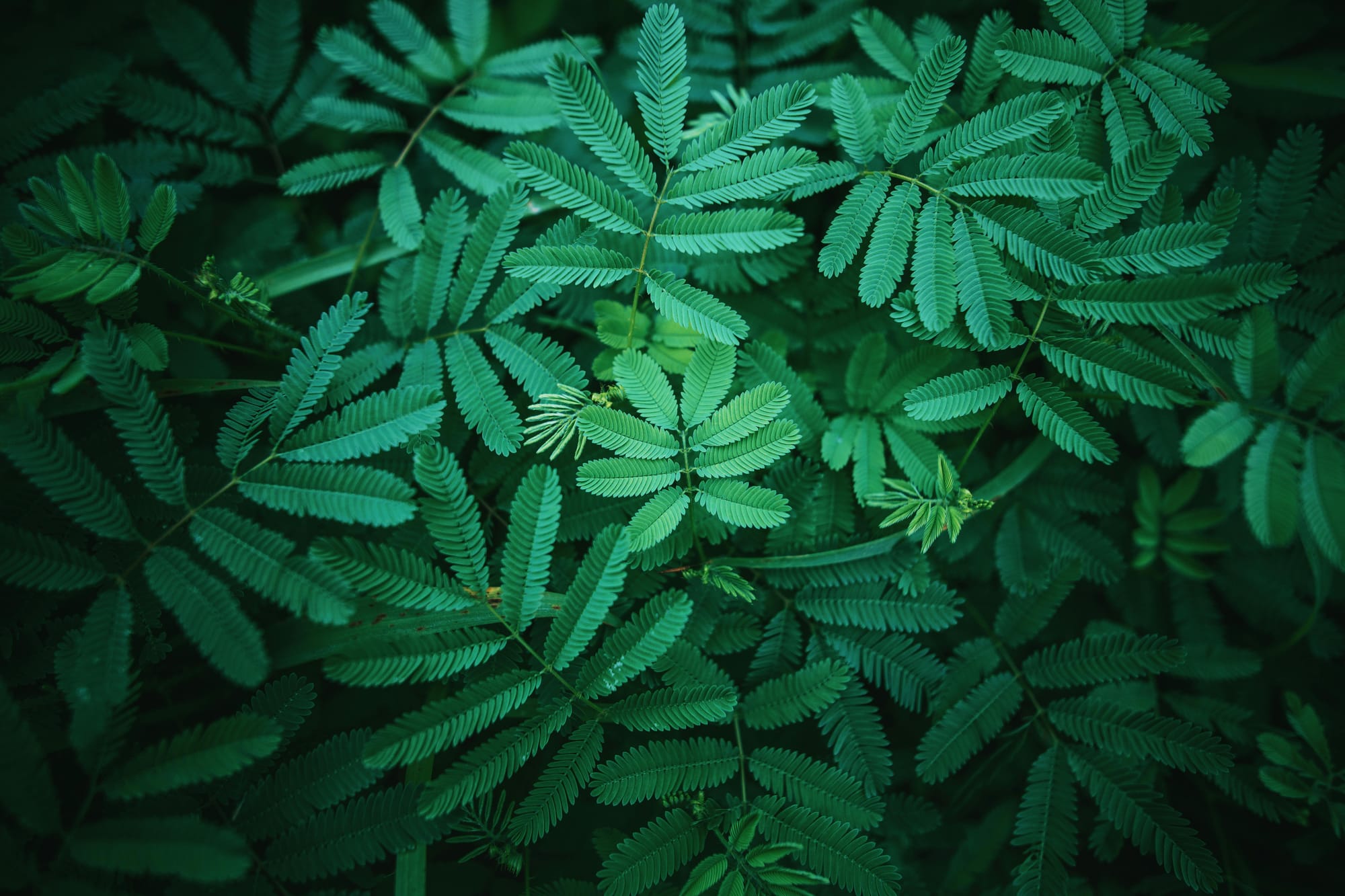 Cover image of Võ Ngọc Trọng